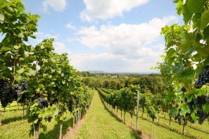 Vineyards with grapevine for wine production near a winery along styrian wine road, Austria Europe
