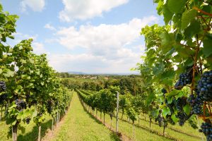 Vineyards with grapevine for wine production near a winery along styrian wine road, Austria Europe