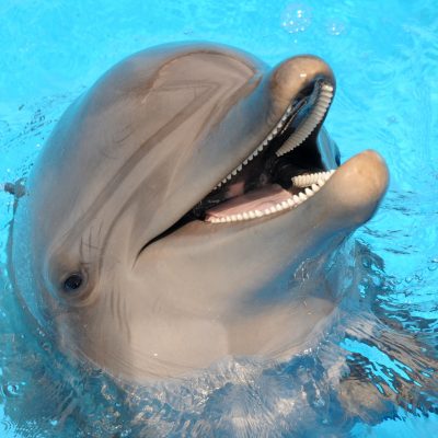 Marineland
