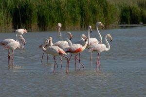 Flamants roses Camargue