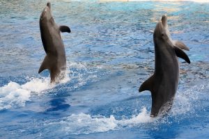 dolphins-2149984_1280