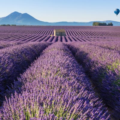 Valensole, Alpes-de-Haute-Provence, 04210, France - July 07, 2017: Lavender fields of Valensole with stone house and a hot air balloon. PACA Region