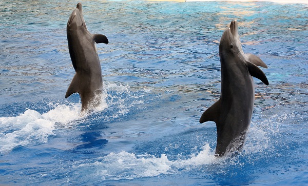dolphins-2149984_1280