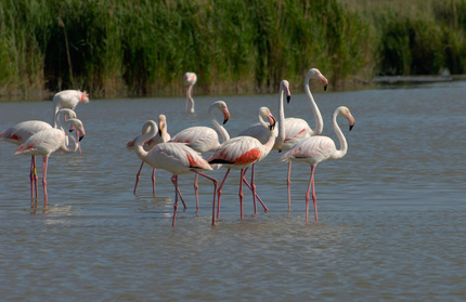 Flamants roses Camargue