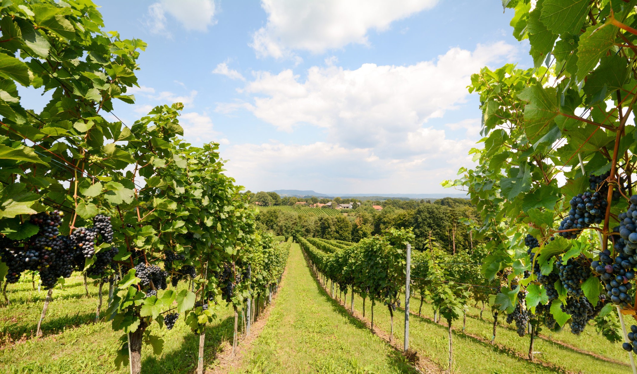 Vineyards with grapevine for wine production near a winery along styrian wine road, Austria Europe