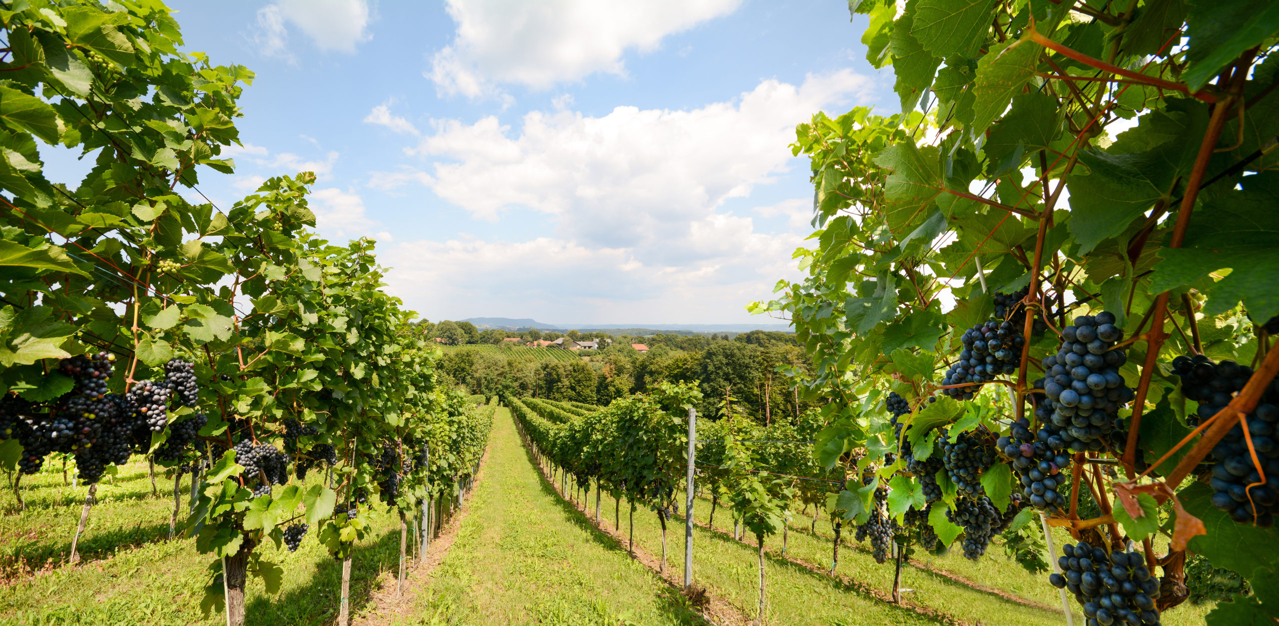 Vineyards with grapevine for wine production near a winery along styrian wine road, Austria Europe