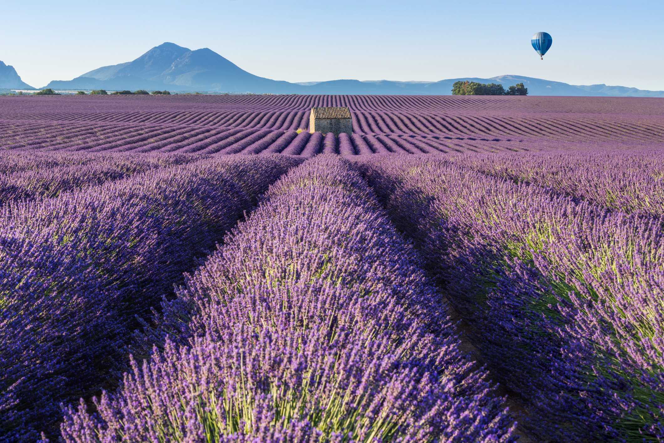 Valensole, Alpes-de-Haute-Provence, 04210, France - July 07, 2017: Lavender fields of Valensole with stone house and a hot air balloon. PACA Region